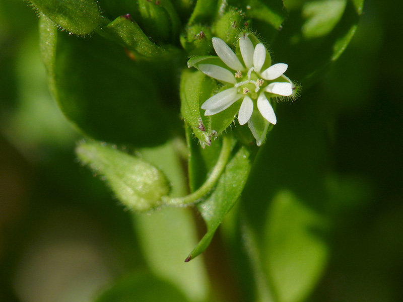 Stellaria media / Centocchio comune